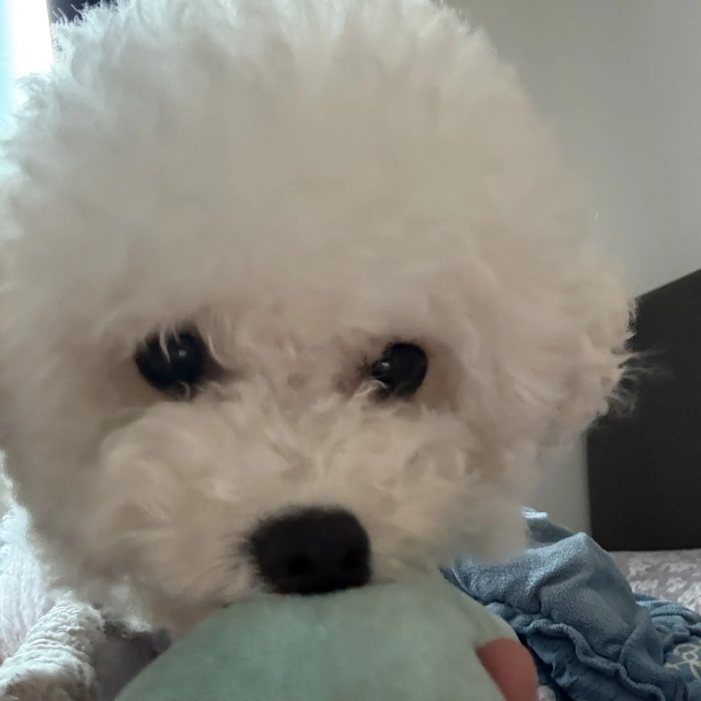 RuggedEggs3297의 고양이인간