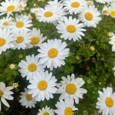 Profile image of あい