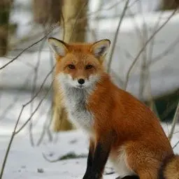 Profile image of 여우