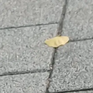 Profile image of 5바나이