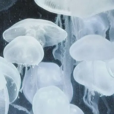 Profile image of ジュニル