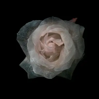 Profile image of 마츠다 케이타