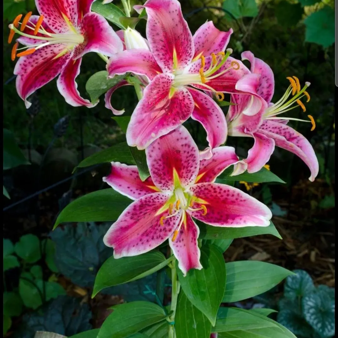 BitingSmog2662의 꽃같은 언니(나히아)