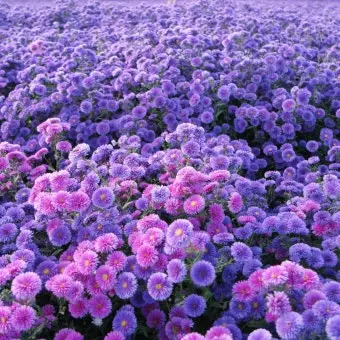 Profile image of 수현