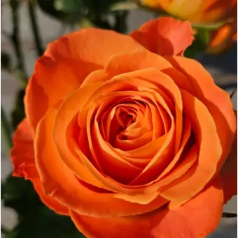 Profile image of 덕개