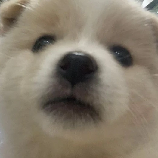강아지
