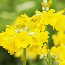 Profile image of 八乙女光