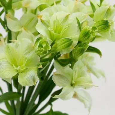 Profile image of 薮宏太