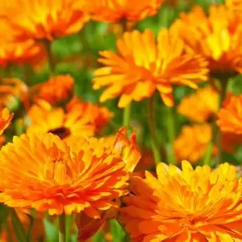 Profile image of 有岡大貴