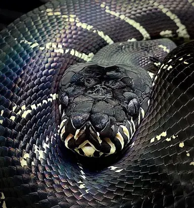 Profile image of Levitharos