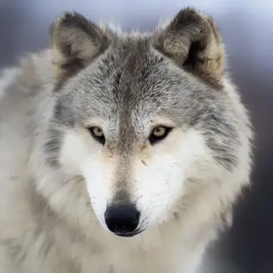 Profile image of 늑대