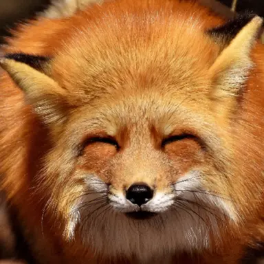 Profile image of 여우