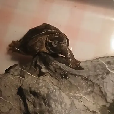 Profile image of 끝말잇기 하는 분