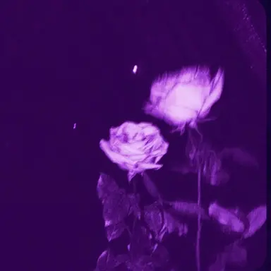 Profile image of 멜로우