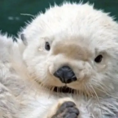 Profile image of 후둘이