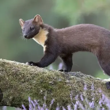 Profile image of 단다이