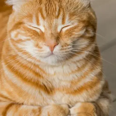 Profile image of 로냥이