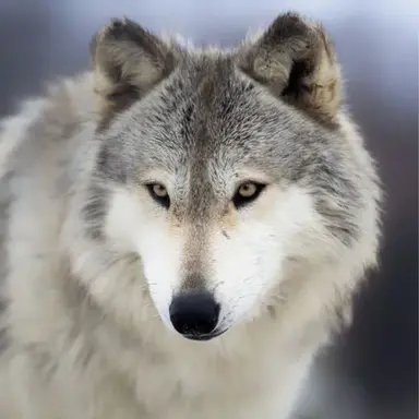 Profile image of 김늑대