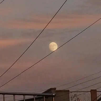 Profile image of 제미니