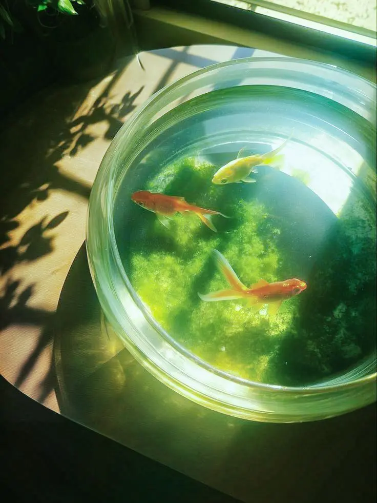 Pixel의 Early Summer Laws
