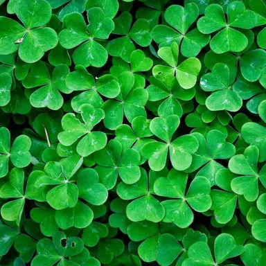 Profile image of Vineria Greenvine