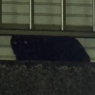 Profile image of あんちゃん