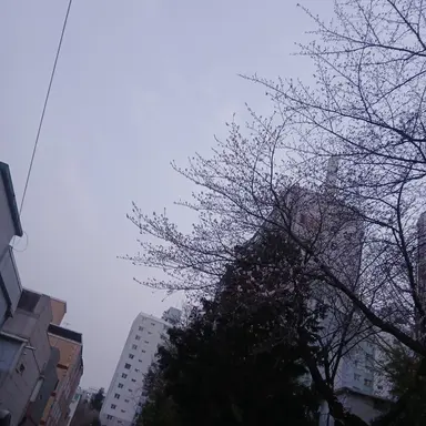 Profile image of 멜로우