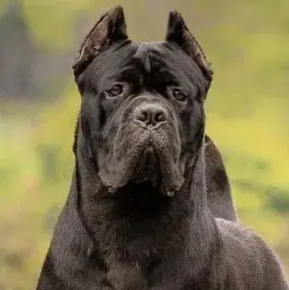 FolksyBand0067의 Cane Corso