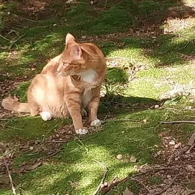 Profile image of 해설자