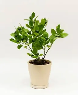 Profile image of 던질수 있는 물건