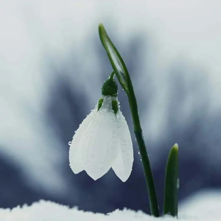 Moka_tr의 백설하