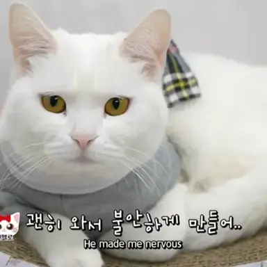 Profile image of 멜로