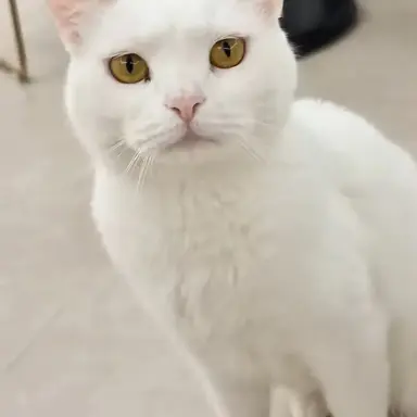 Profile image of 푸딩