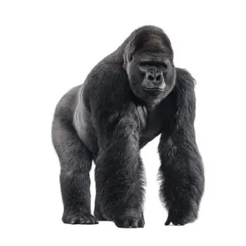 Profile image of Isao Kondo
