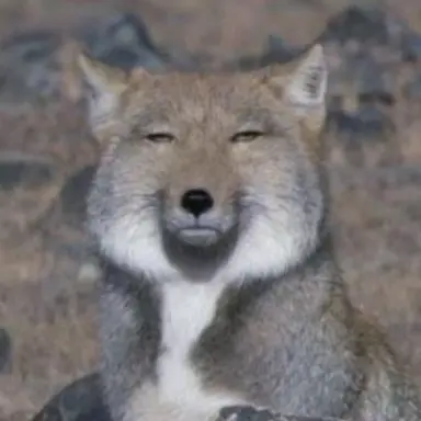 Profile image of 여우