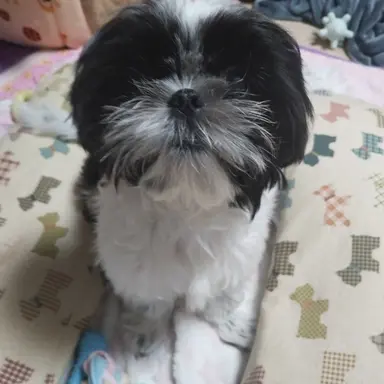 Profile image of 깜이