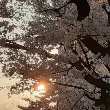 Profile image of 황진아