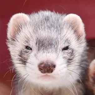 Profile image of 황현진