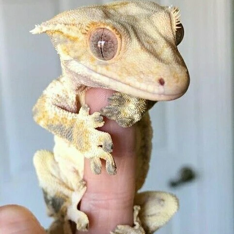 유저분이원하는이름