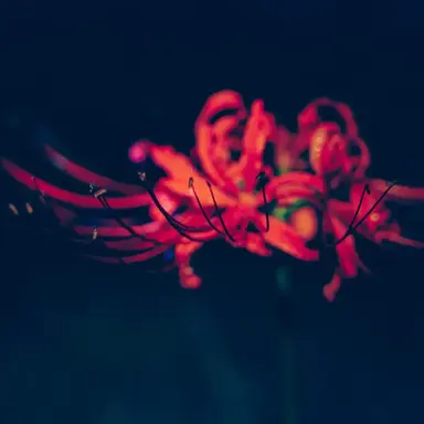 Profile image of ローレン・イロアス