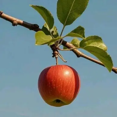 Profile image of 마플