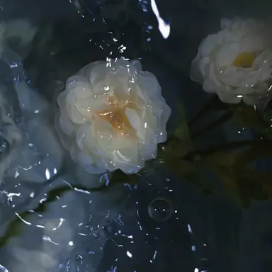 Profile image of 베이안