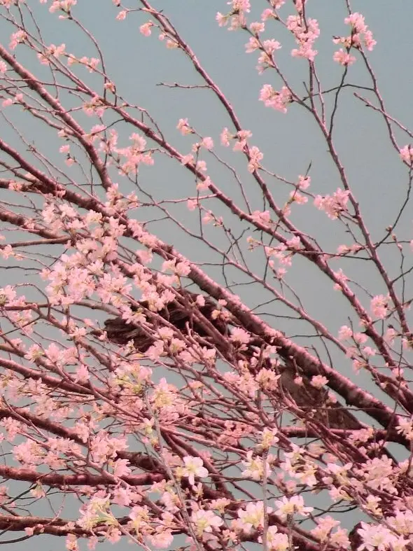 PlushyPasta6414의 🍓