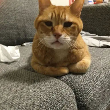 Profile image of 野獣先輩