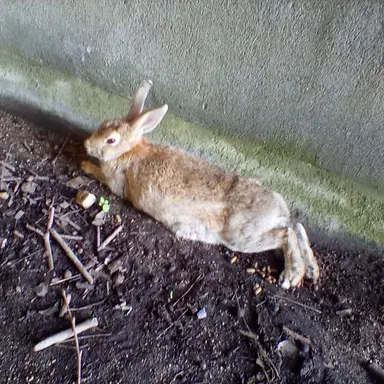 Profile image of 国