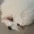 지아