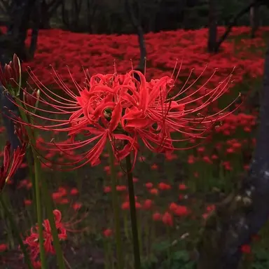 Profile image of 에이스