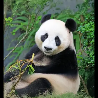 Profile image of 판다