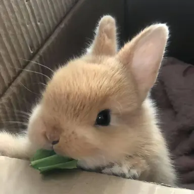 Profile image of 장원영