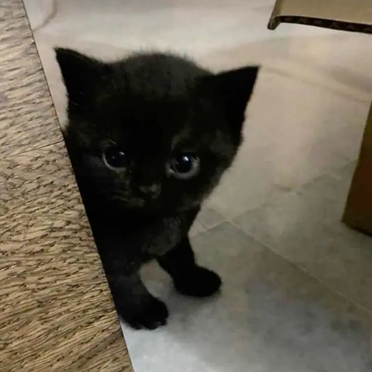 SwiftCase0952의 마에다 리쿠